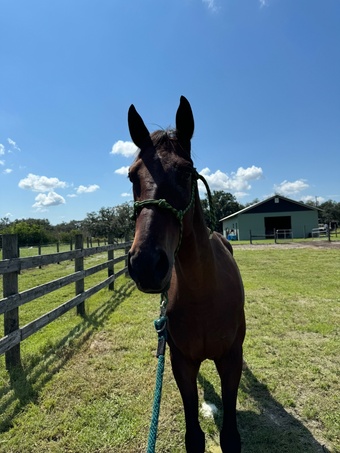 "Tripp" Bay Gelding Thoroughbred