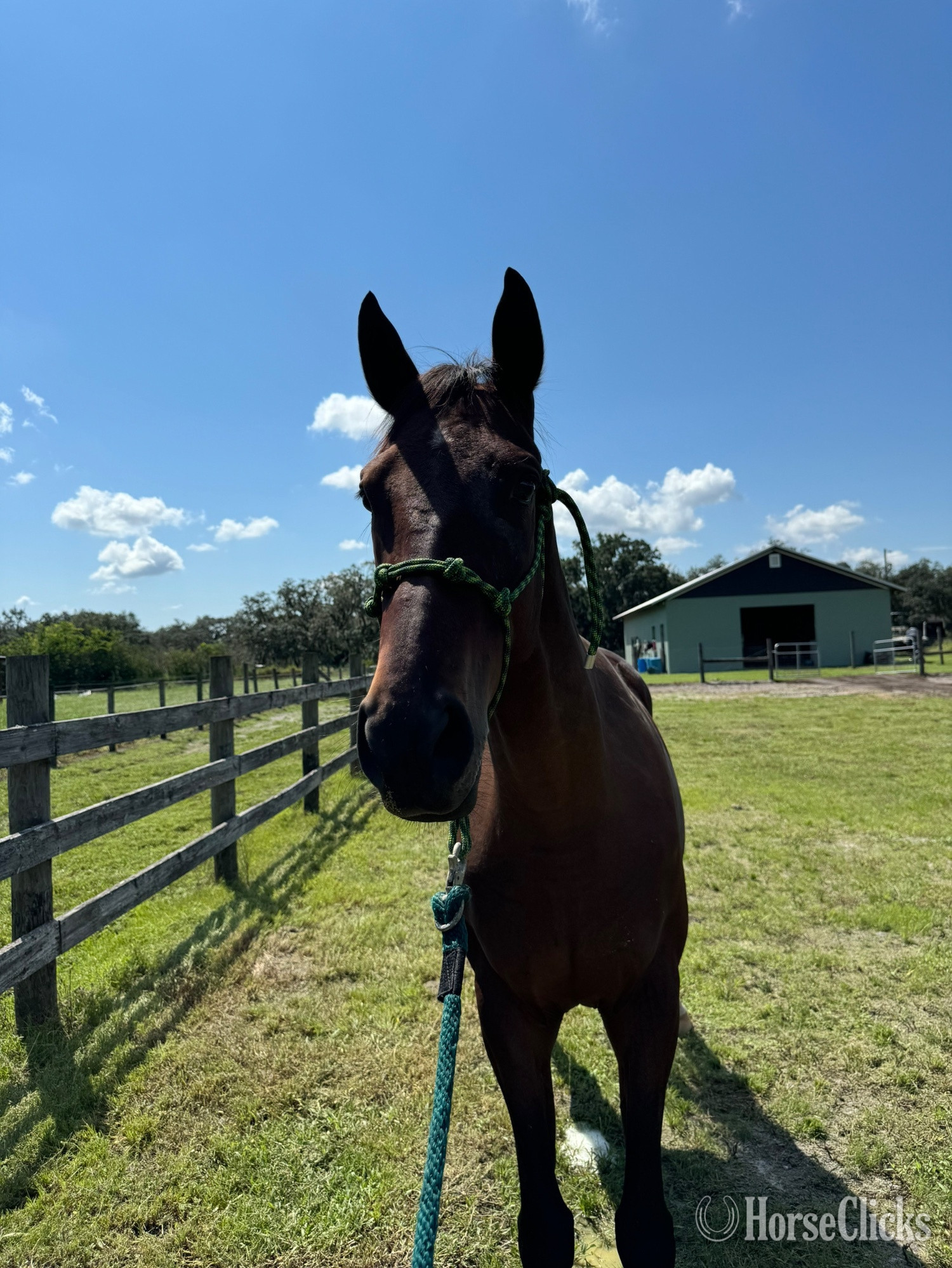 "Tripp" Bay Gelding Thoroughbred in Florida