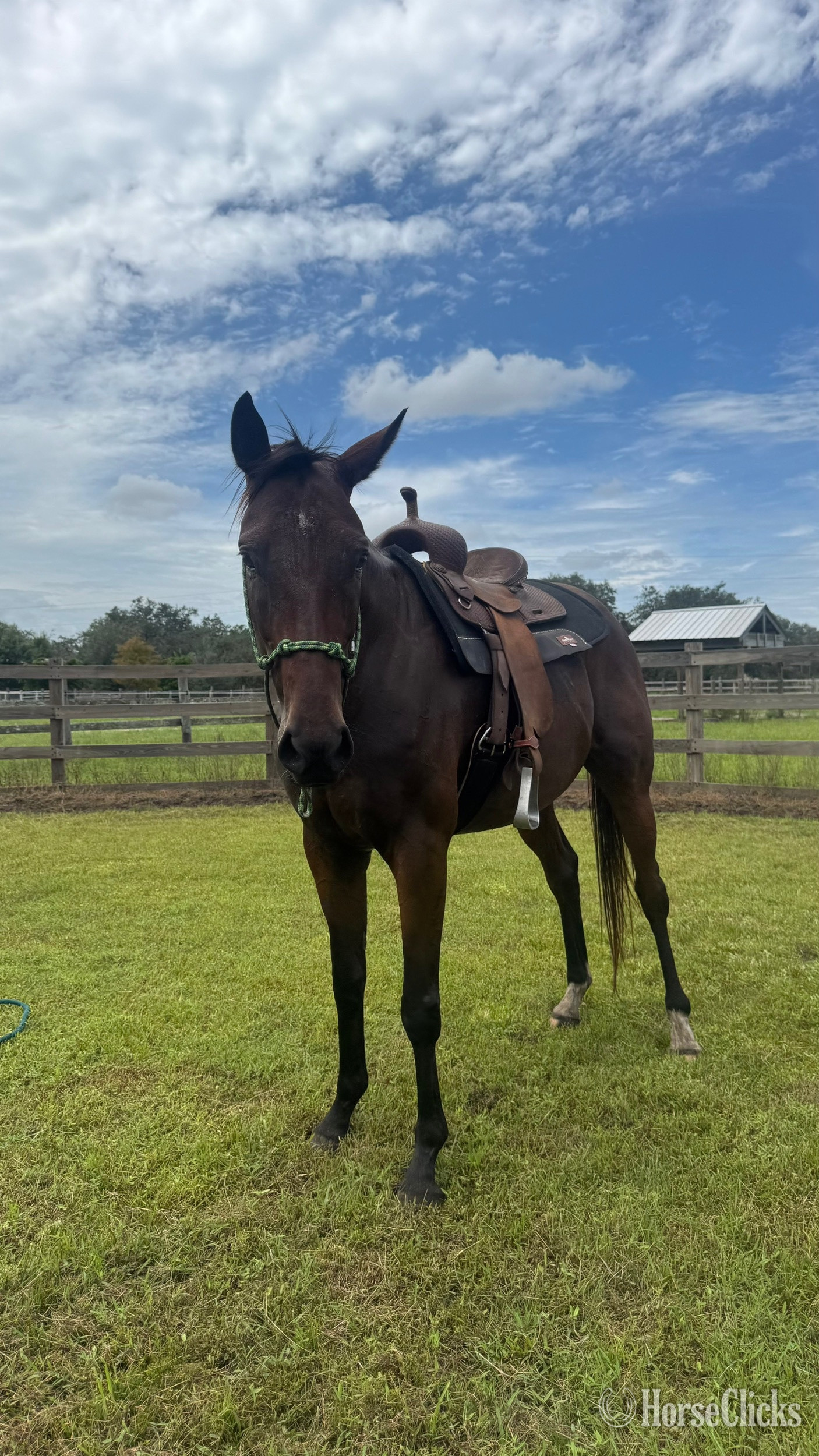 "Tripp" Bay Gelding Thoroughbred