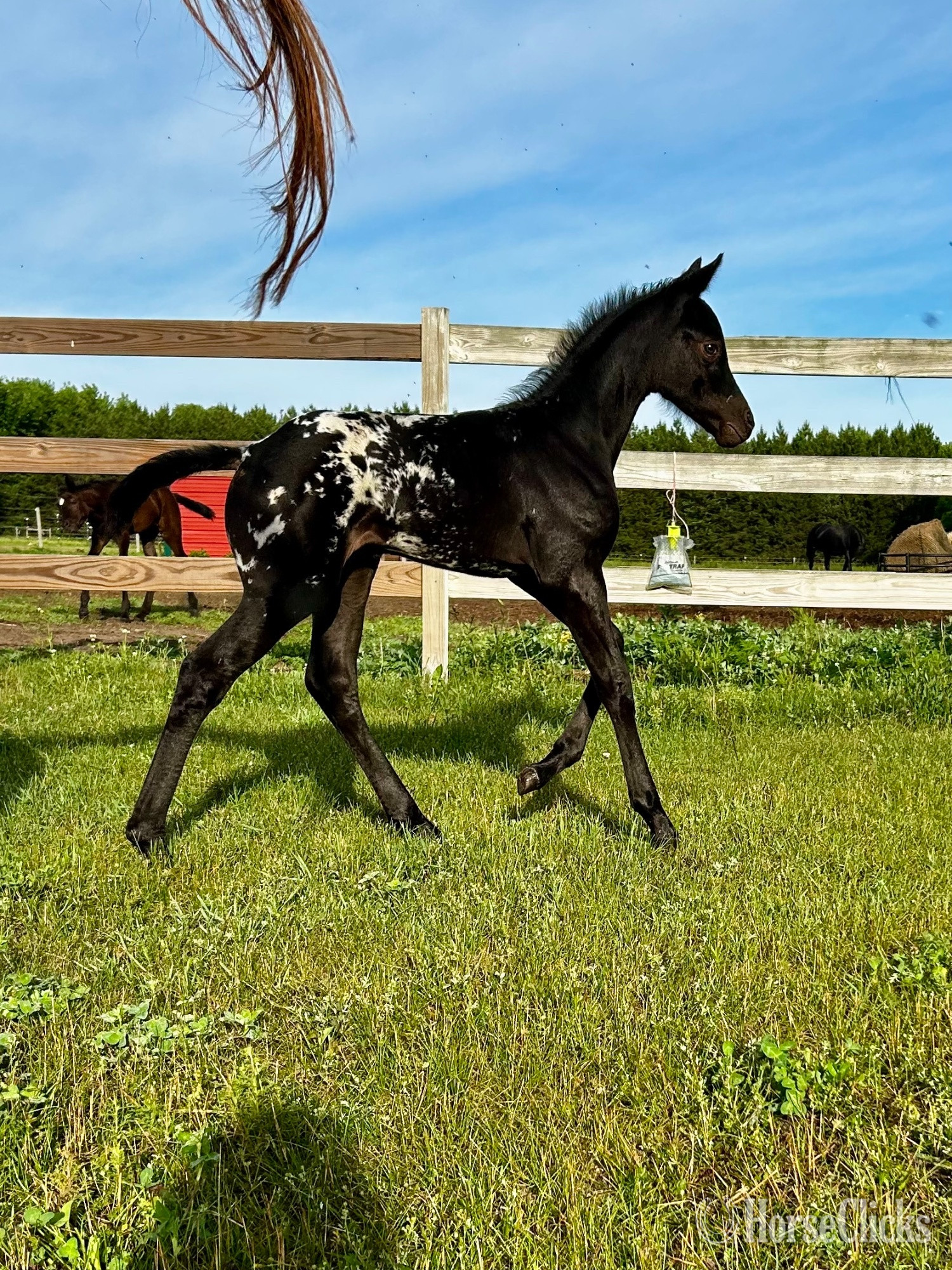 "RZA SUMMER DAISY" Black Filly Appaloosa in Minnesota