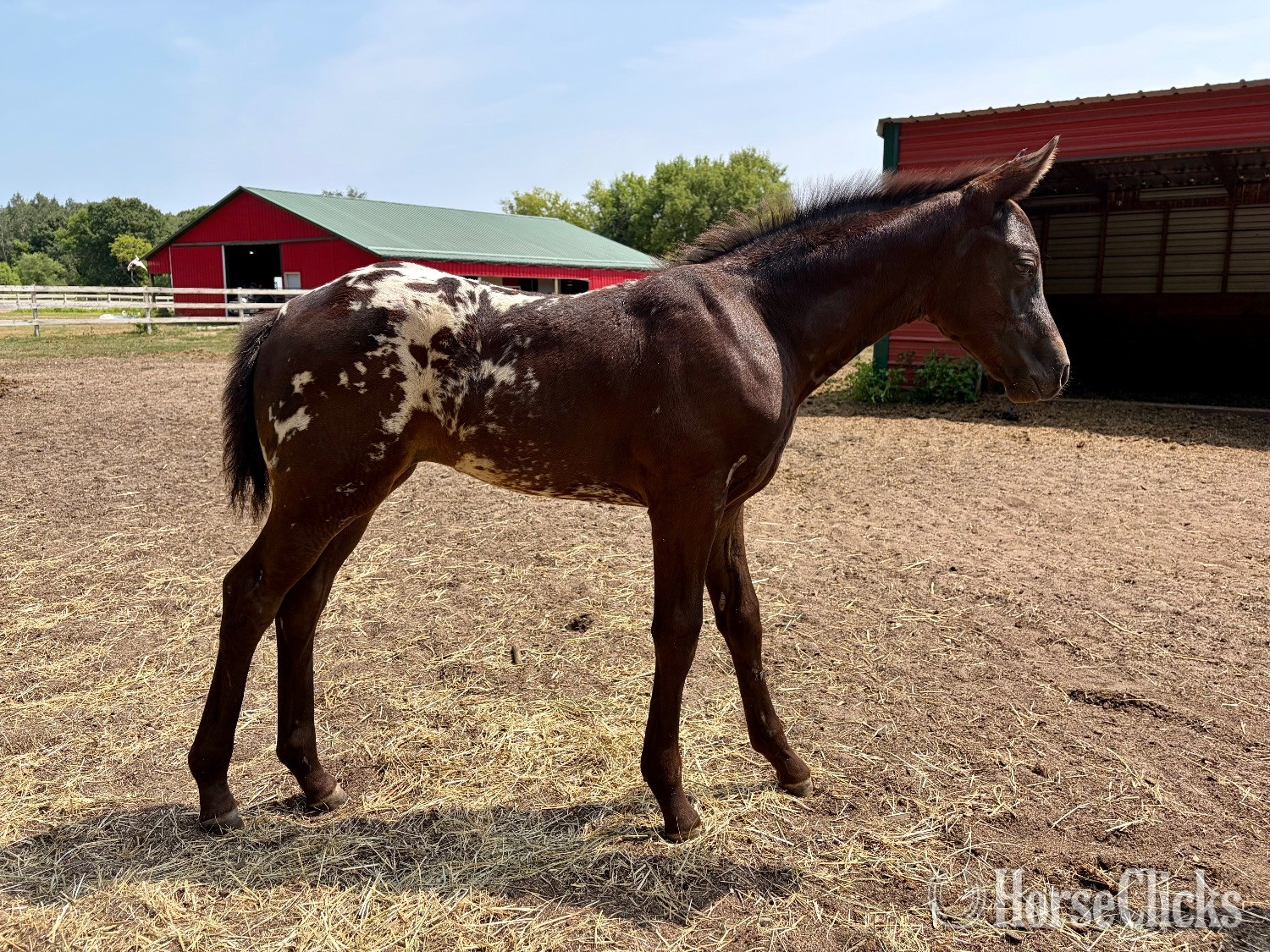 "RZA SUMMER DAISY" Black Filly Appaloosa in Minnesota