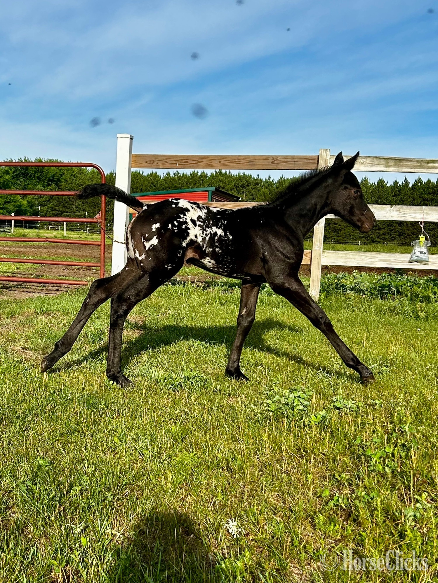 "RZA SUMMER DAISY" Black Filly Appaloosa