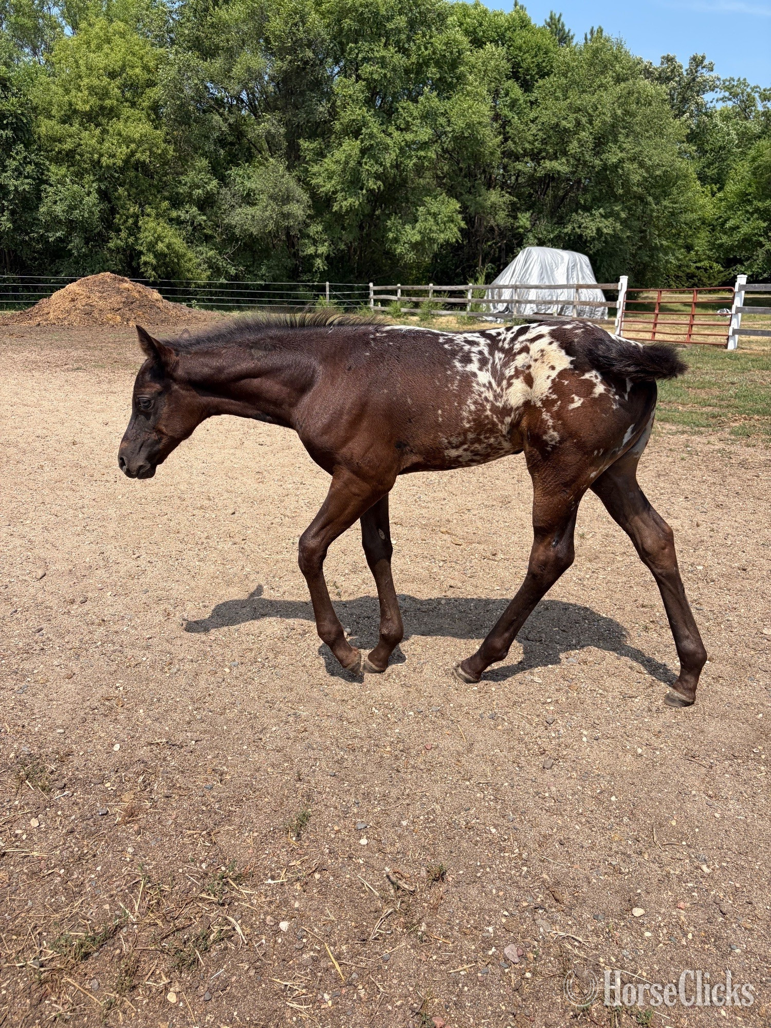 "RZA SUMMER DAISY" Black Filly Appaloosa