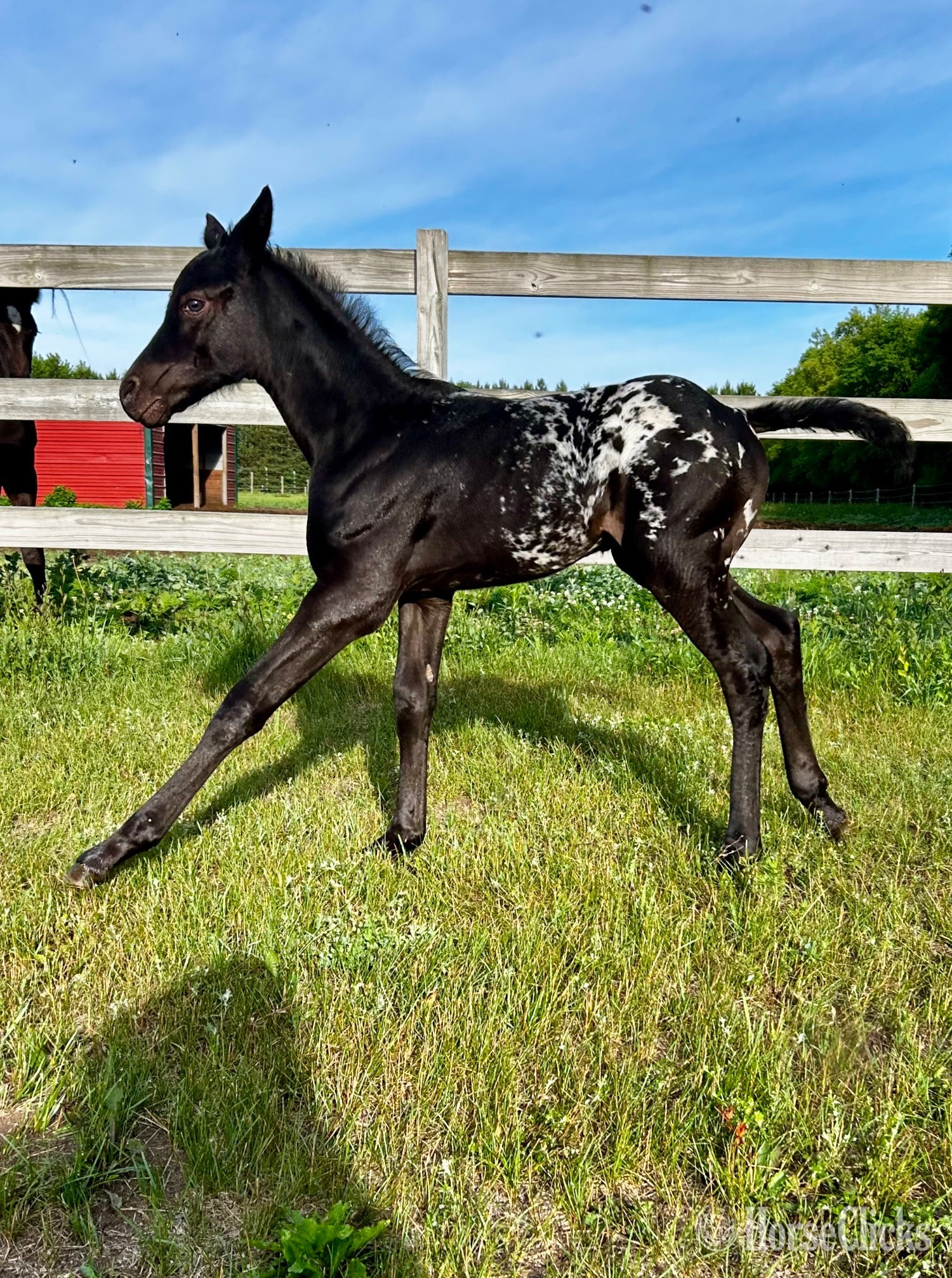 Minnesota "RZA SUMMER DAISY" Black Filly Appaloosa