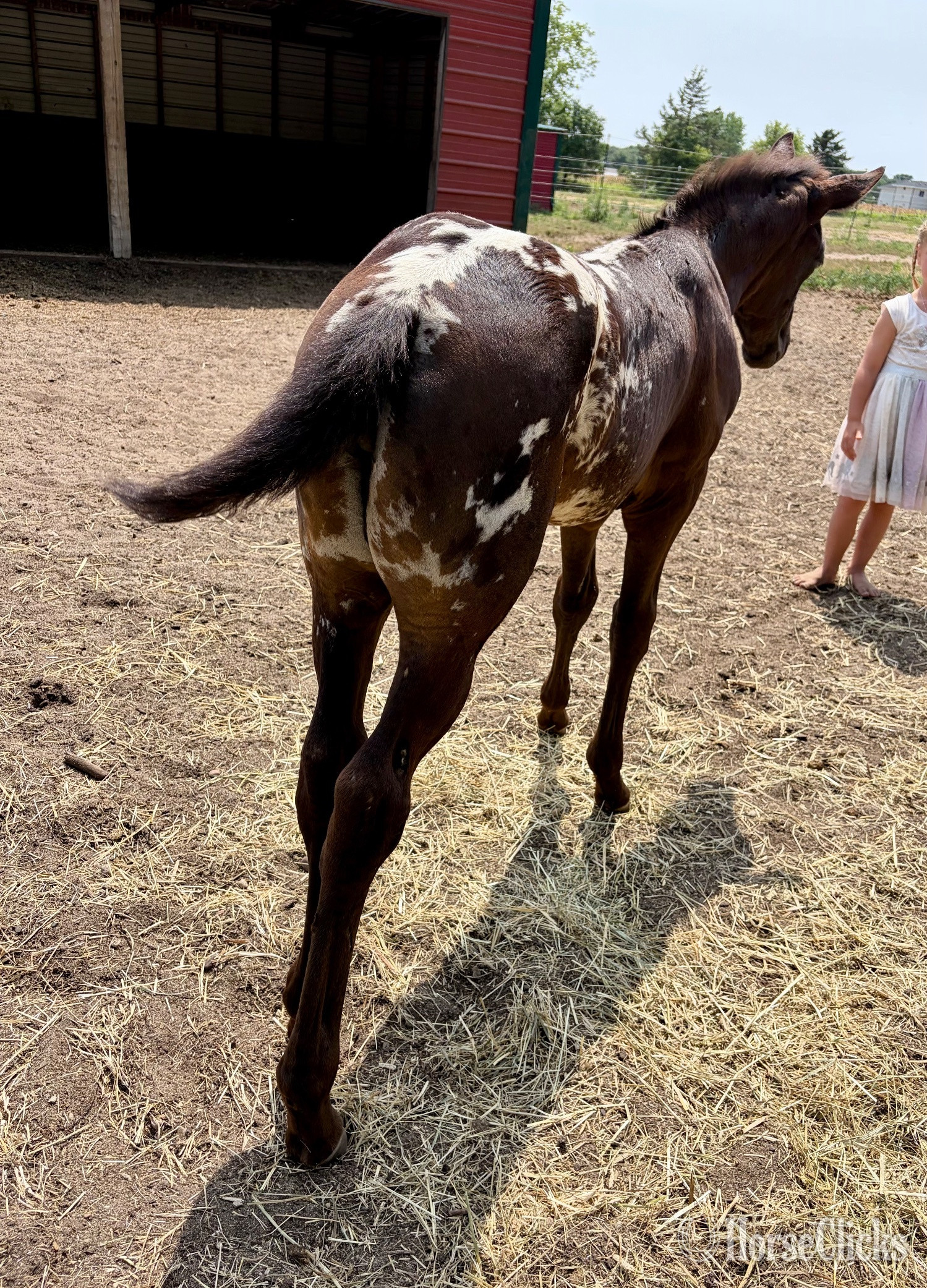 Minnesota "RZA SUMMER DAISY" Black Filly Appaloosa