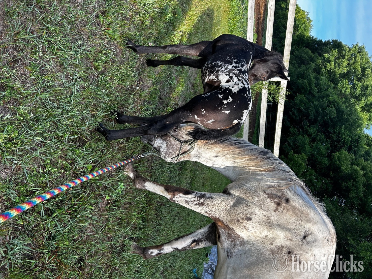 "RZA SUMMER DAISY" Black Filly Appaloosa - Appaloosa in Minnesota