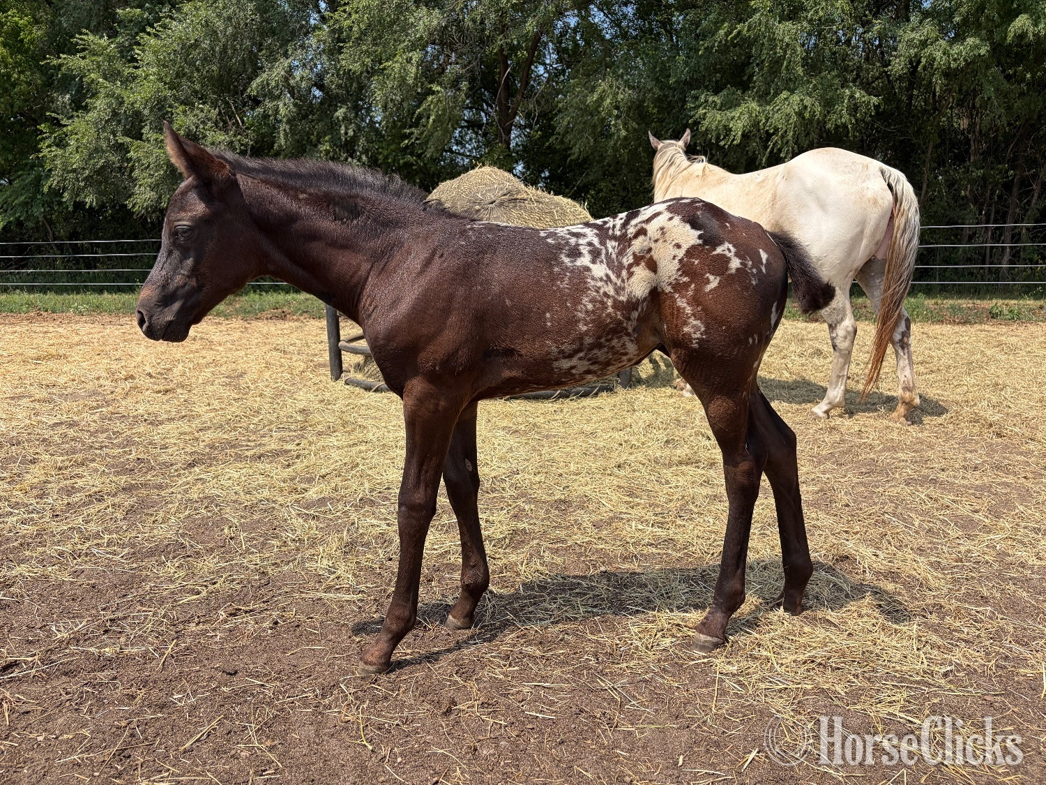"RZA SUMMER DAISY" Black Filly Appaloosa - Appaloosa in Minnesota