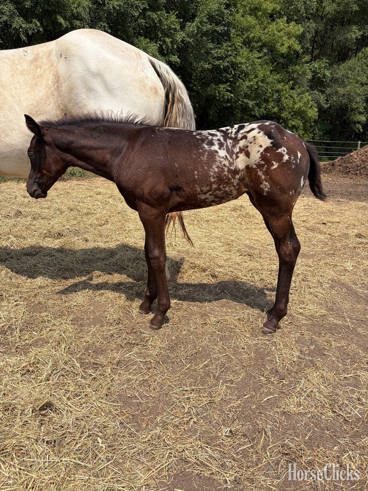"RZA SUMMER DAISY" Black Filly Appaloosa - Appaloosa