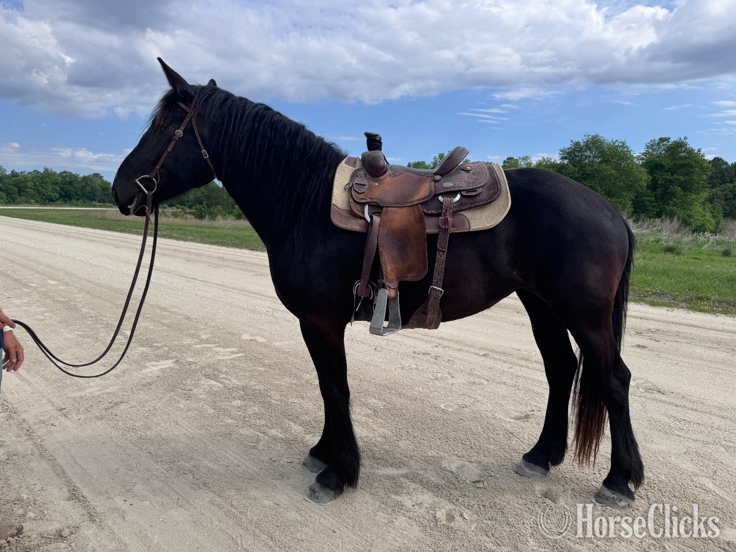 "Lexi" Black Mare Percheron
