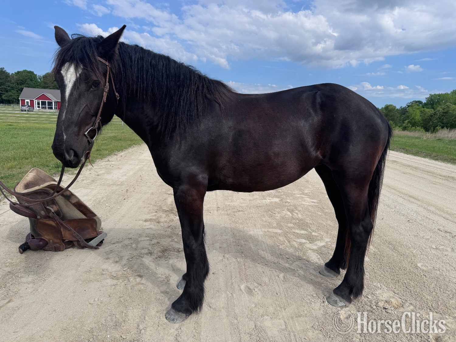 Delaware "Lexi" Black Mare Percheron