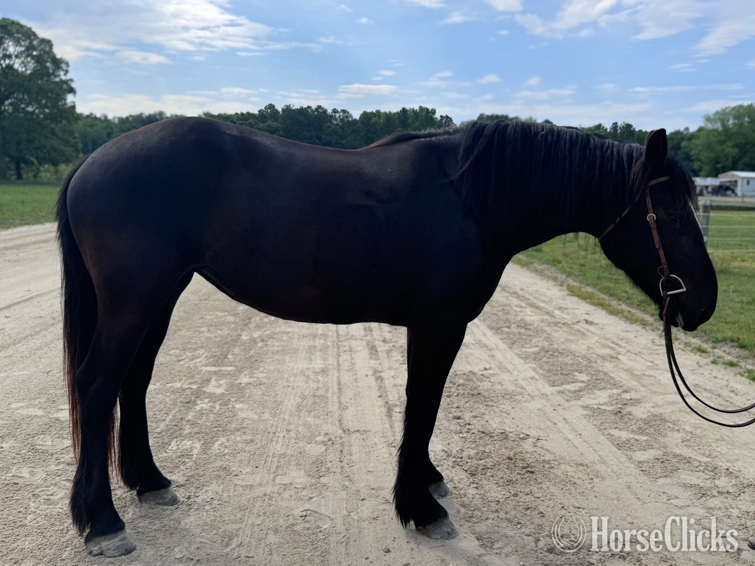 "Lexi" Black Mare Percheron - Percheron