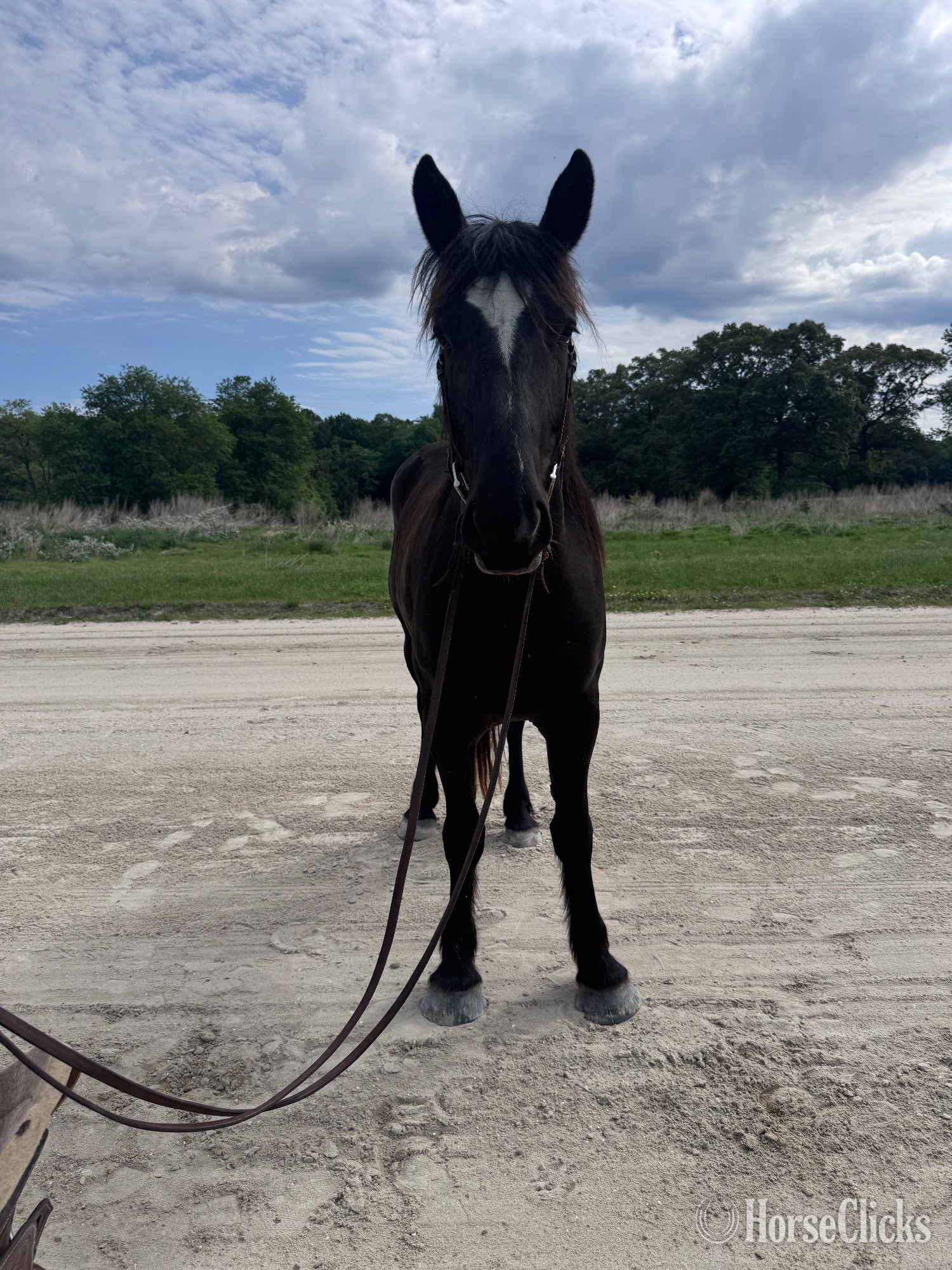Percheron - "Lexi" Black Mare Percheron in Delaware