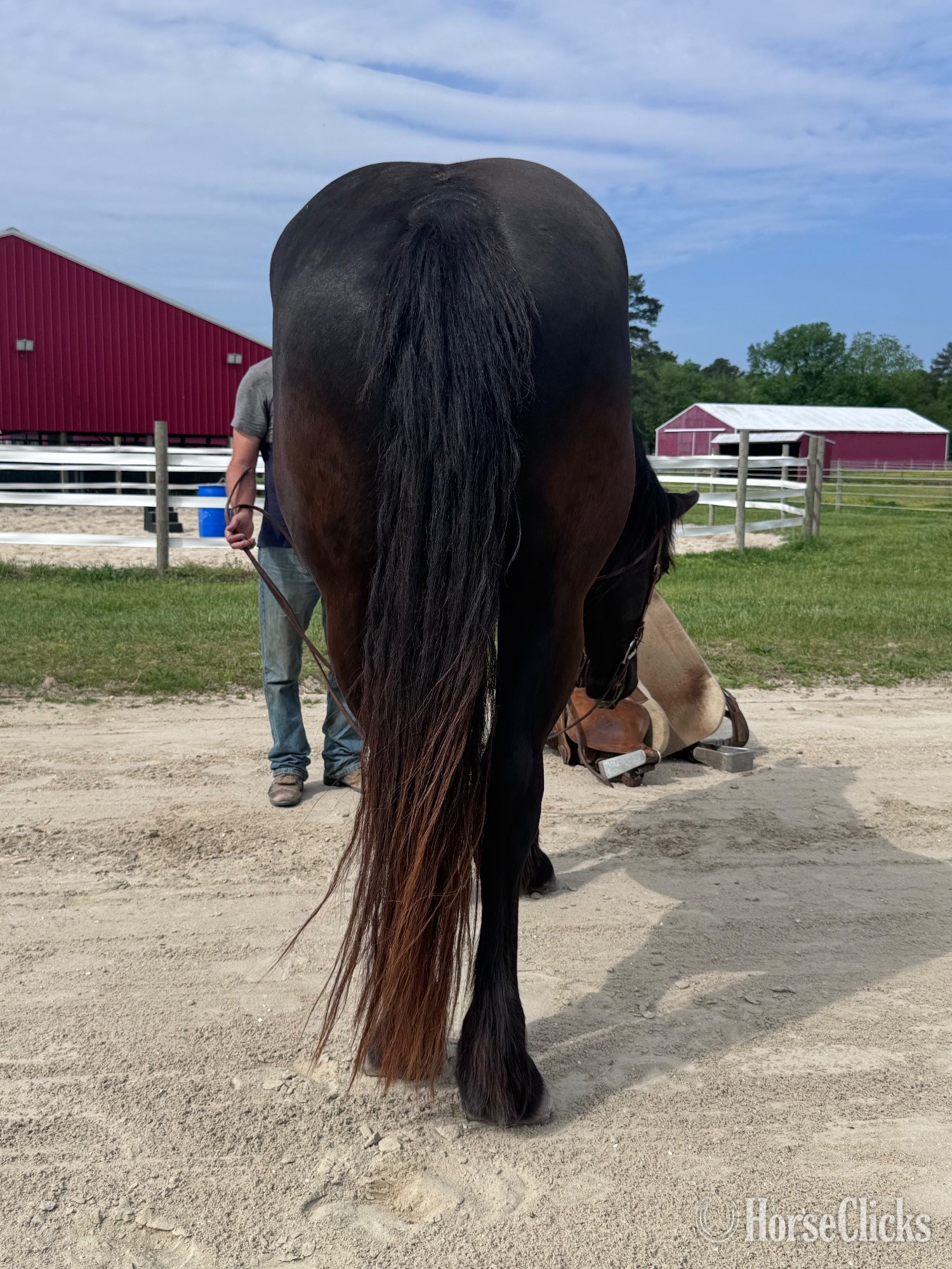 Percheron - "Lexi" Black Mare Percheron