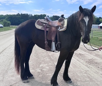 "Lexi" Black Mare Percheron