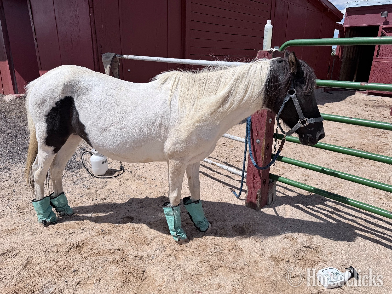 "Maddie "  Mare Pony in Colorado