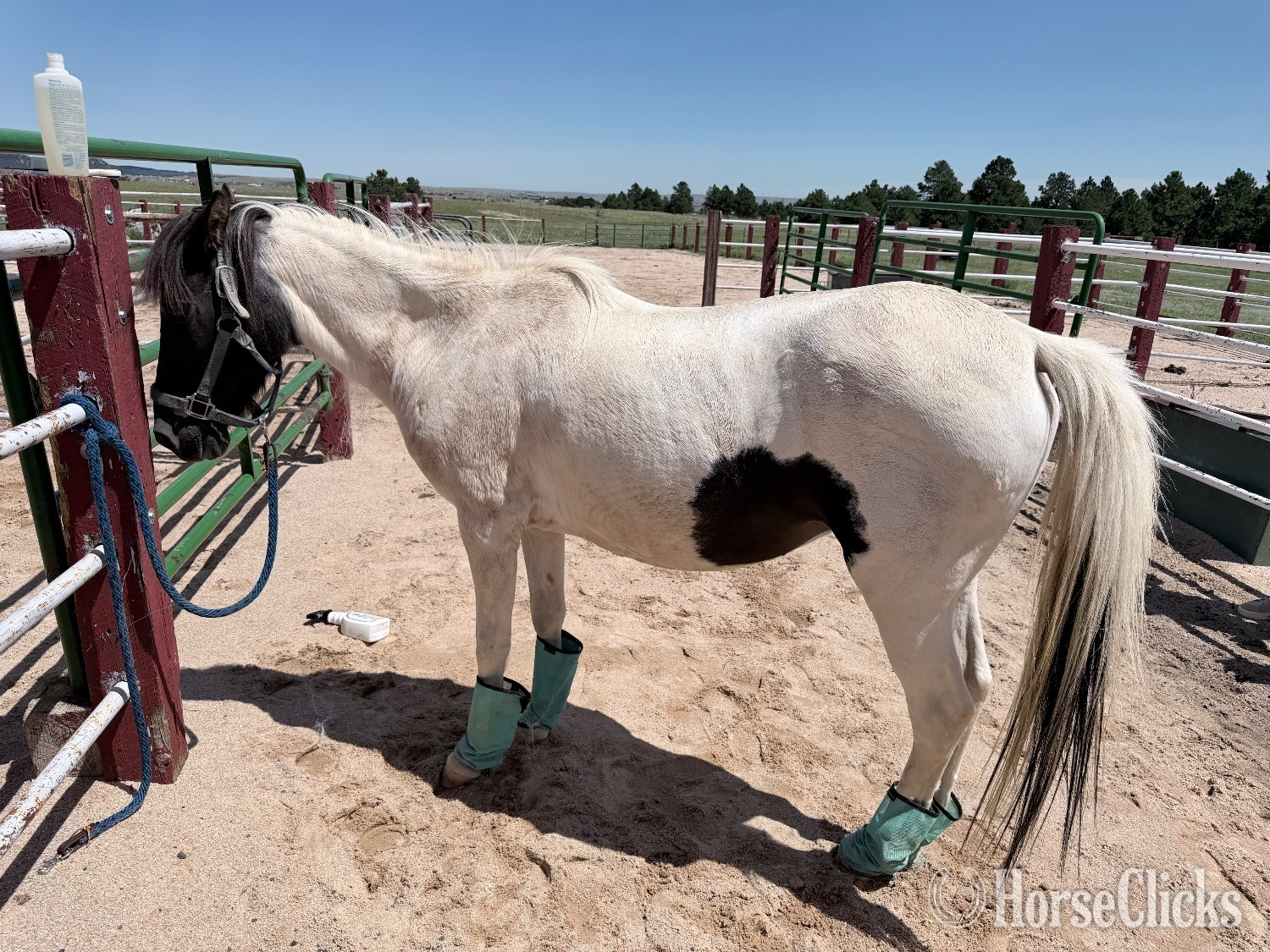 Colorado "Maddie "  Mare Pony