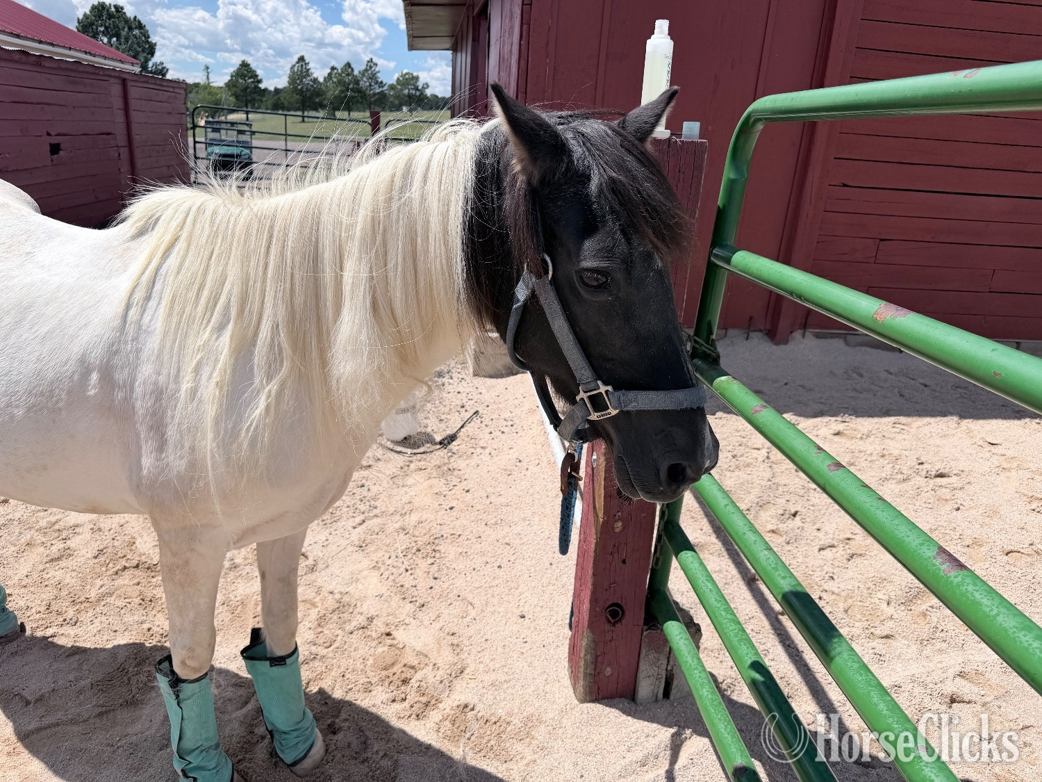 "Maddie "  Mare Pony - Pony in Colorado