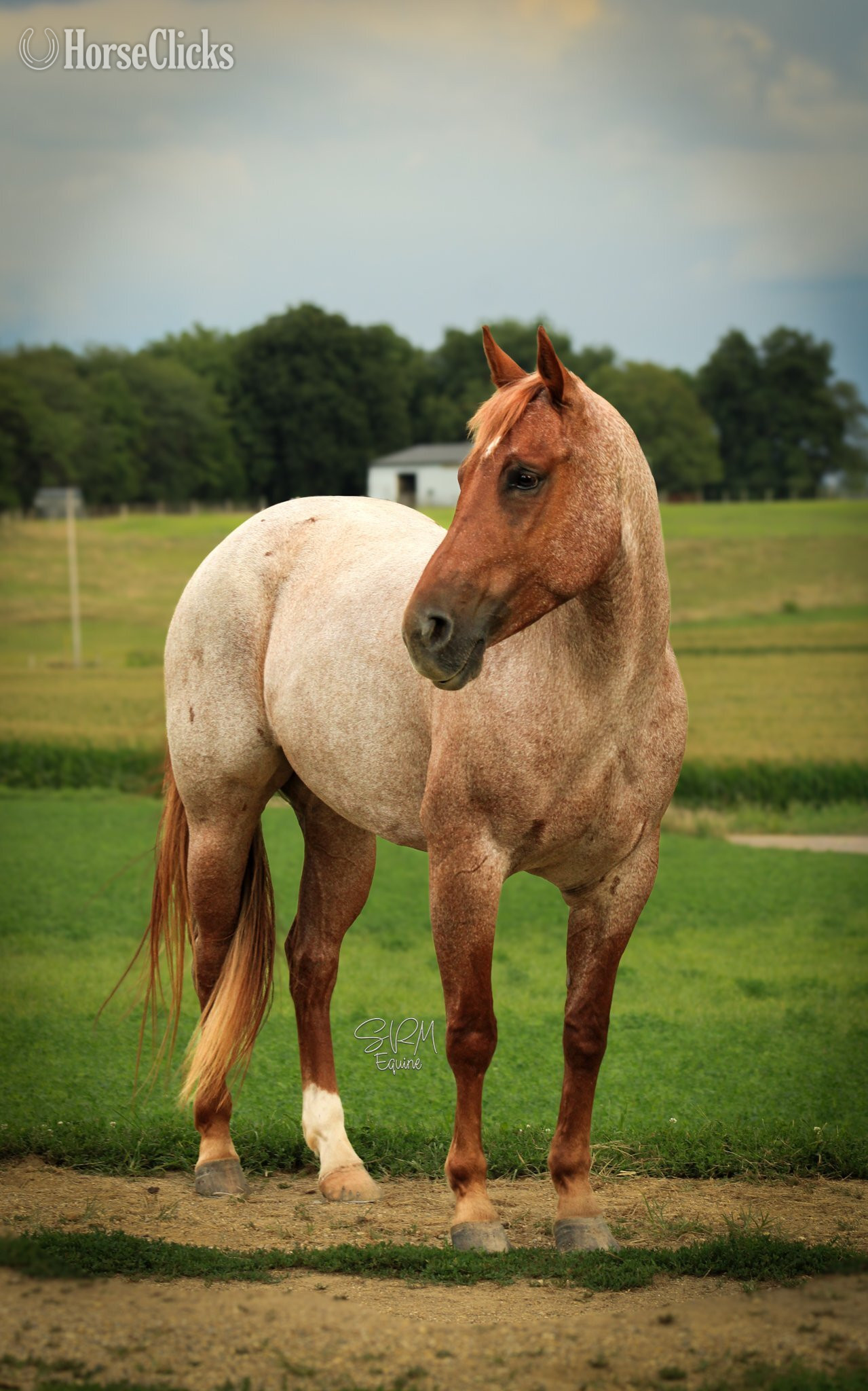 "FLASHED BY A BARTENDER" Red Roan Mare Quarter Horse in Illinois