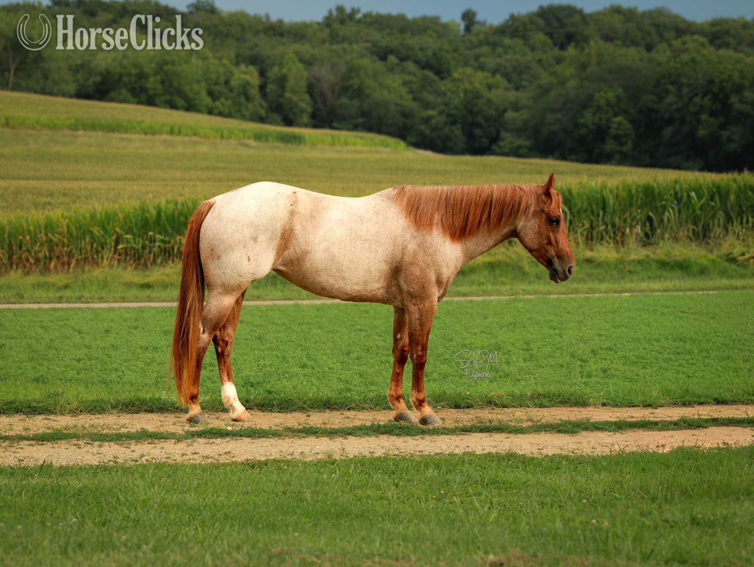 "FLASHED BY A BARTENDER" Red Roan Mare Quarter Horse