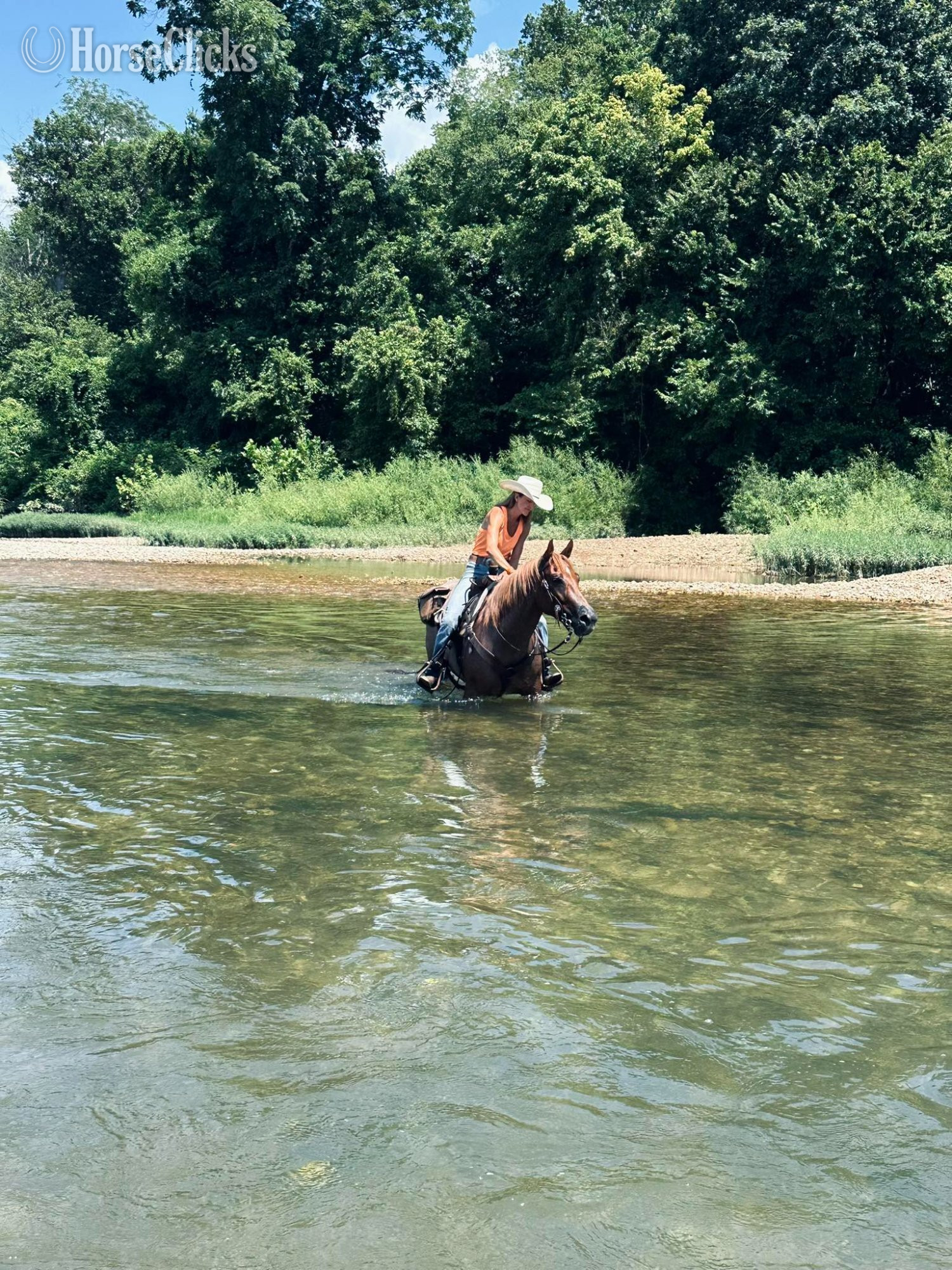 Illinois "FLASHED BY A BARTENDER" Red Roan Mare Quarter Horse