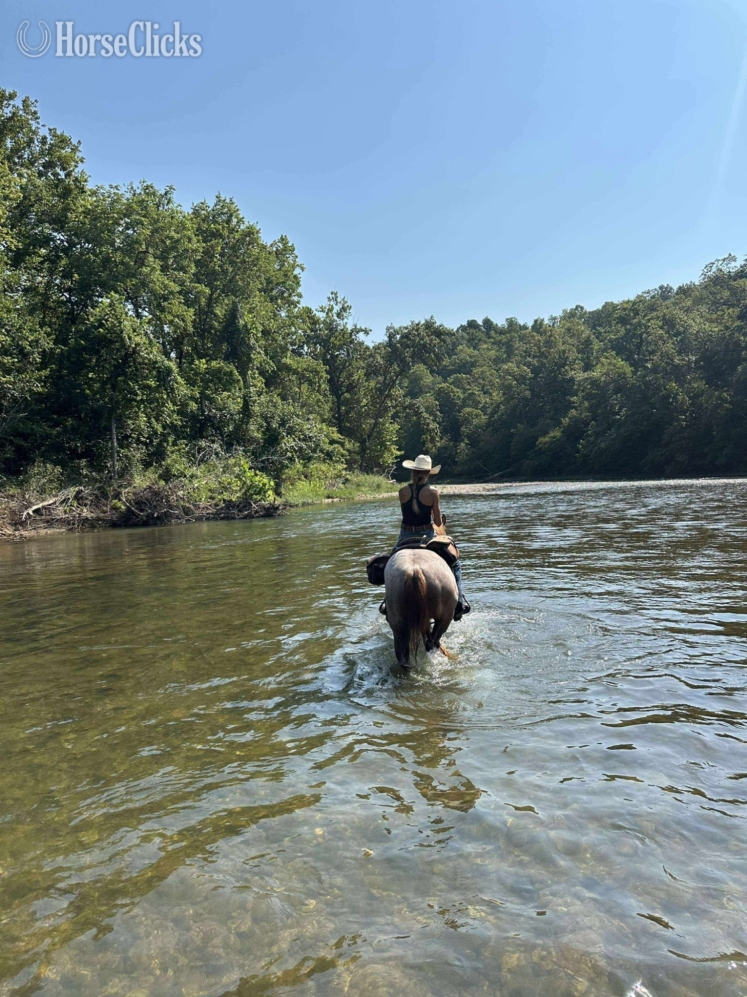 "FLASHED BY A BARTENDER" Red Roan Mare Quarter Horse - Quarter Horse