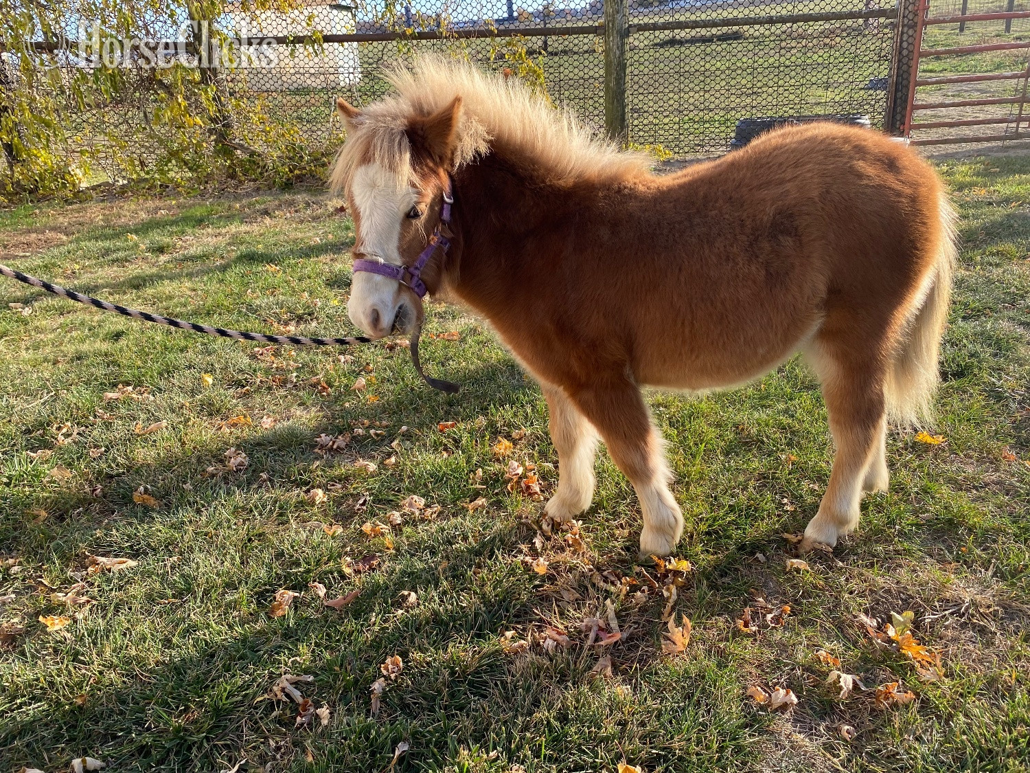 "Copper" Sorrel Colt American Miniature in Indiana