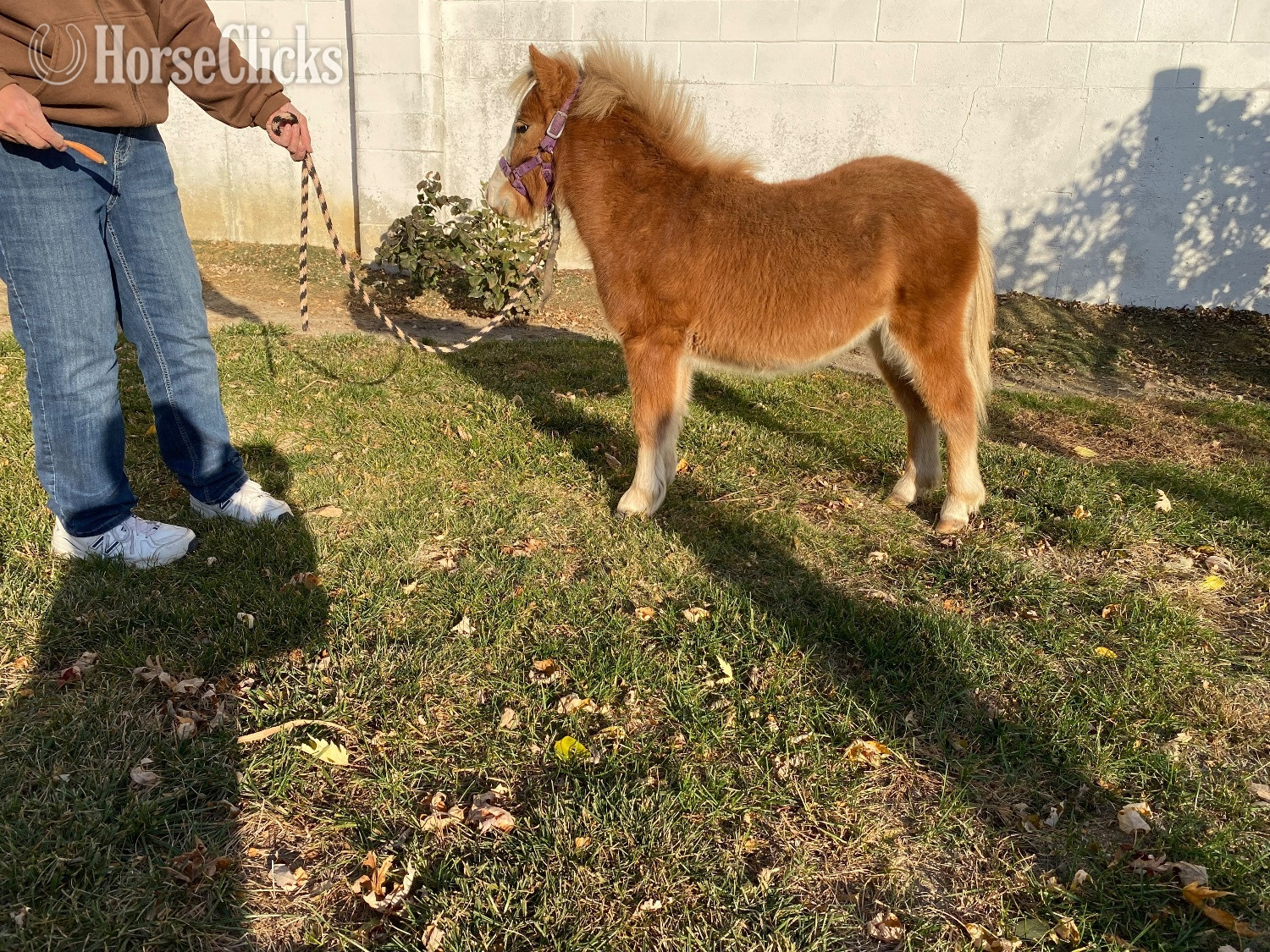 "Copper" Sorrel Colt American Miniature