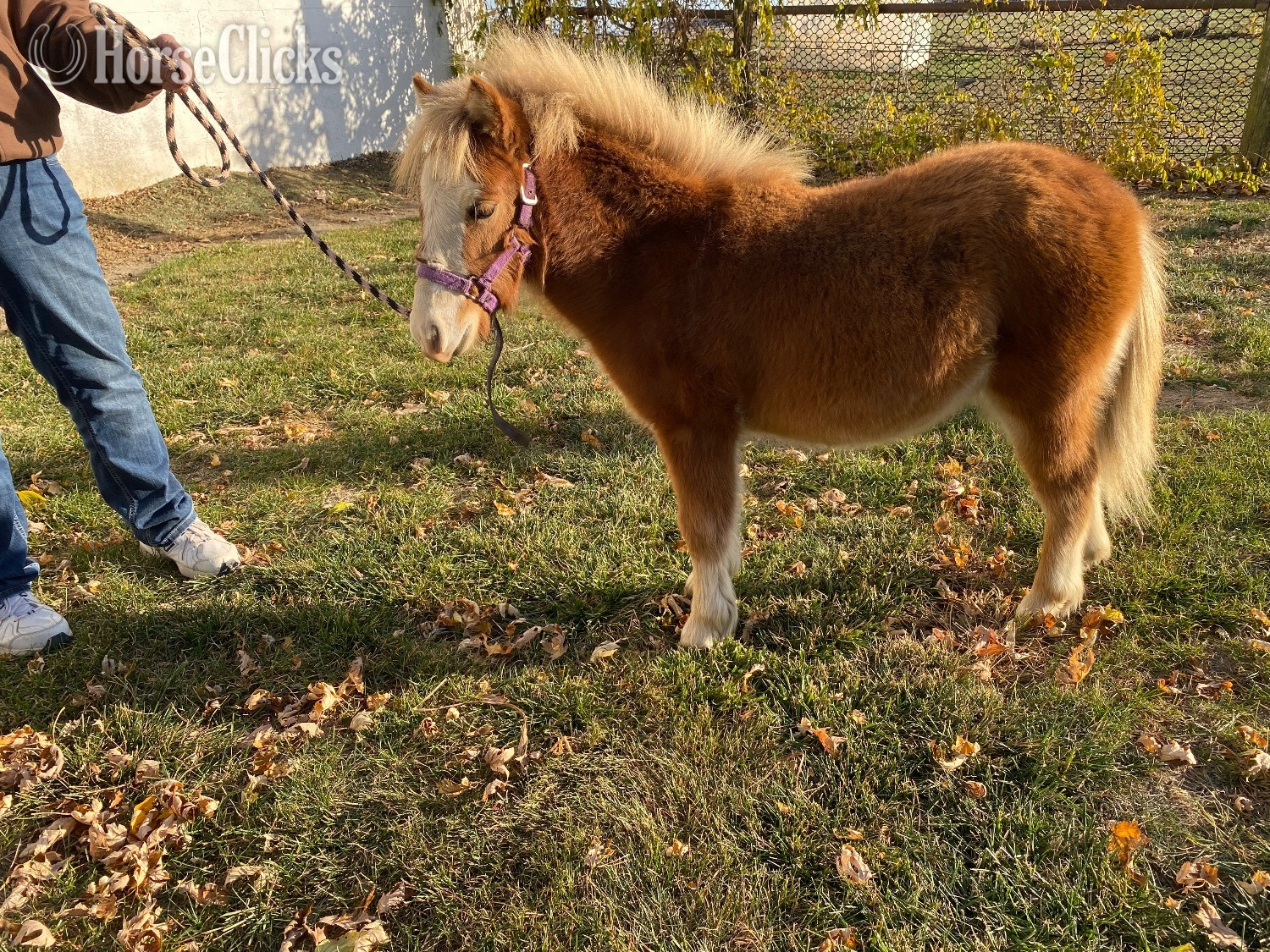 Indiana "Copper" Sorrel Colt American Miniature