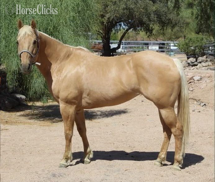 "ABBY" Palomino Mare Quarter Horse in Arizona