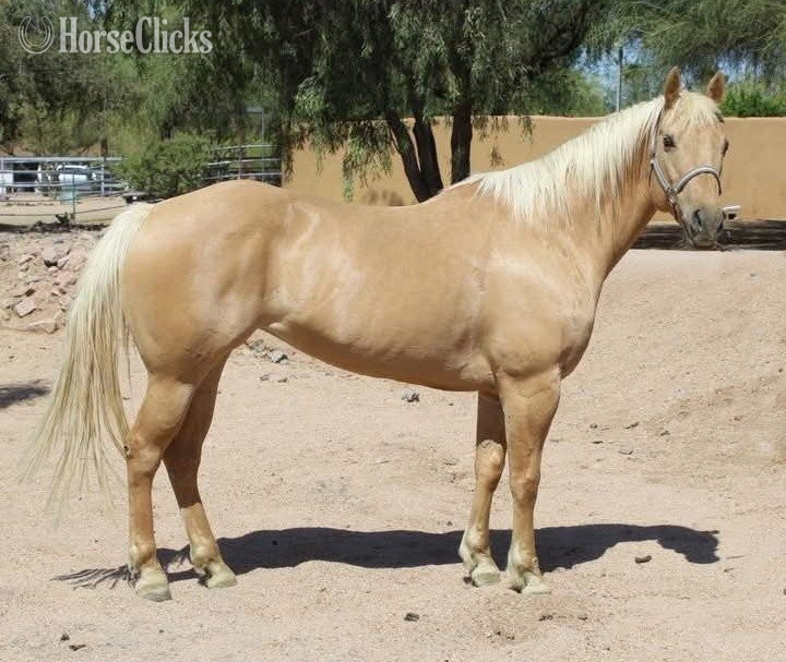"ABBY" Palomino Mare Quarter Horse