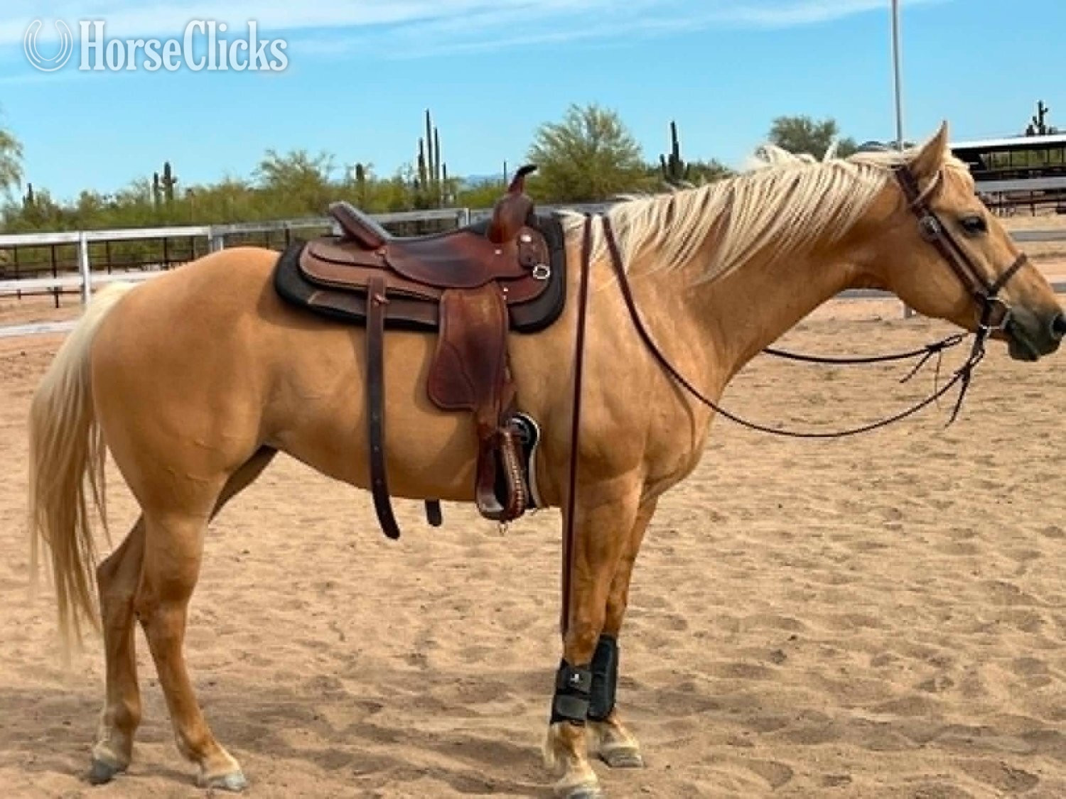 "ABBY" Palomino Mare Quarter Horse - Quarter Horse in Arizona