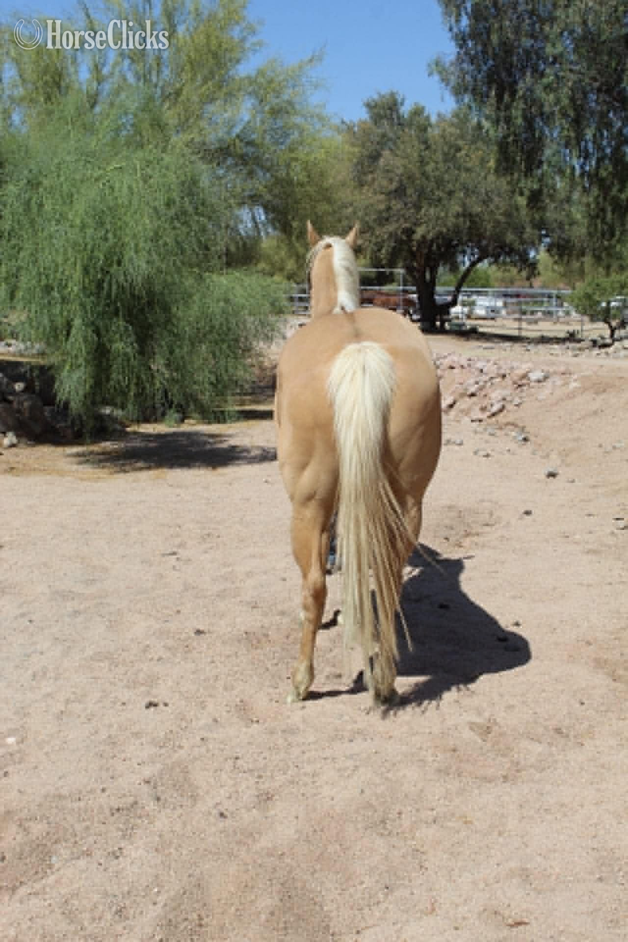 "ABBY" Palomino Mare Quarter Horse - Quarter Horse