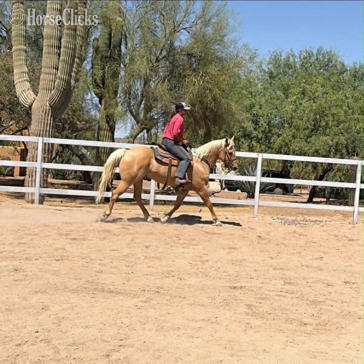 "ABBY" Palomino Mare Quarter Horse Arizona