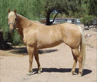 "ABBY" Palomino Mare Quarter Horse