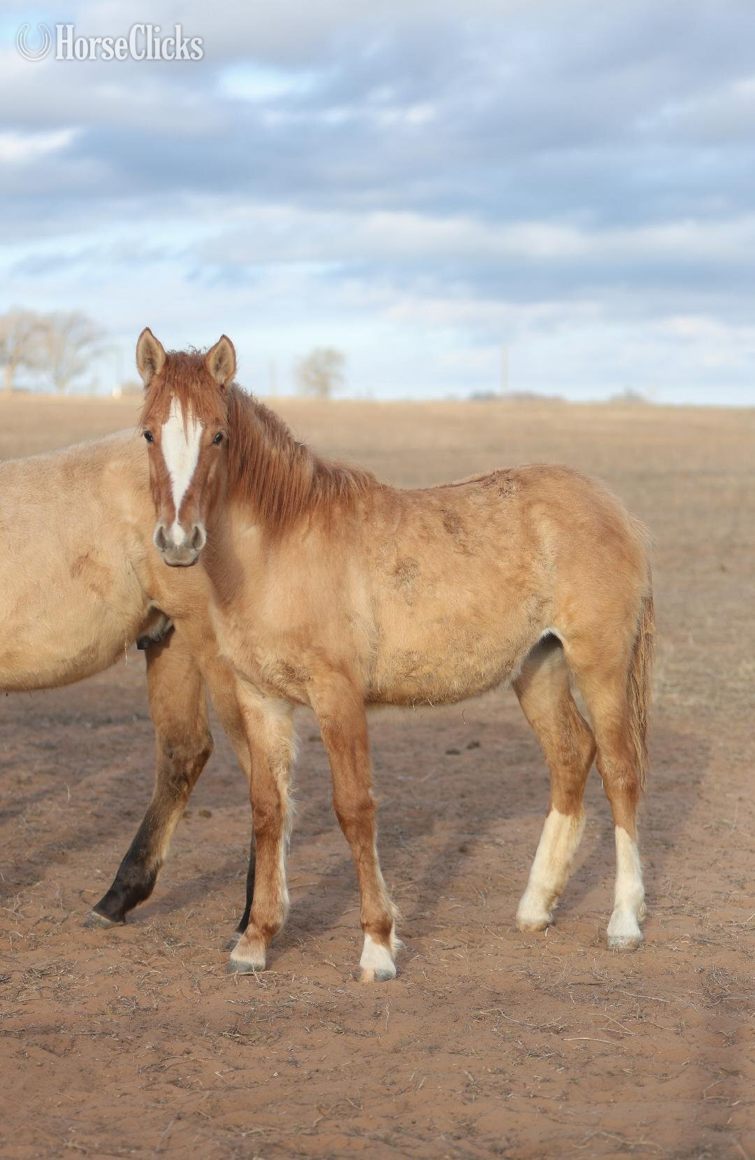 Illinois "lilo" Red Dun Gelding Mustang