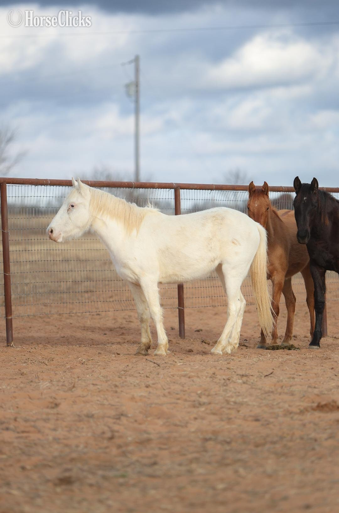 "lilo" Red Dun Gelding Mustang Illinois