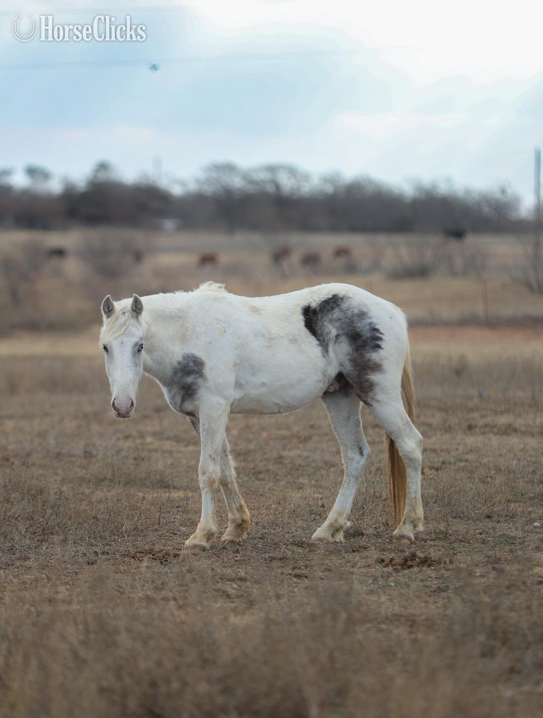 Mustang - "lilo" Red Dun Gelding Mustang in Illinois