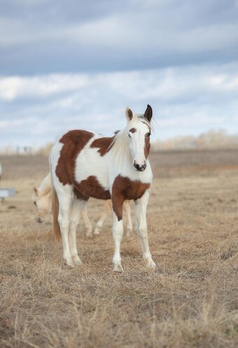 "lilo" Red Dun Gelding Mustang