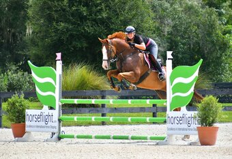 "Indy " Chestnut Gelding Paint