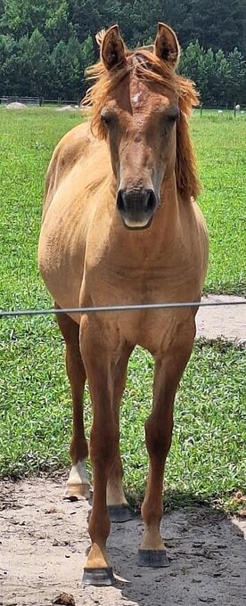 "You get to name him" Dun Colt Quarter Horse