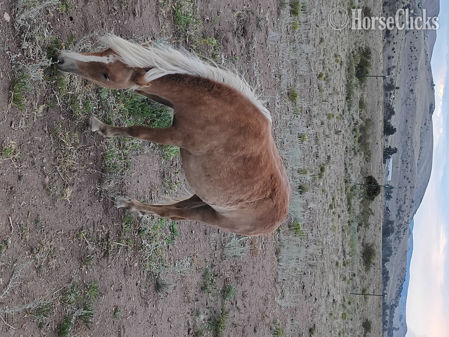 "Dally" Palomino Filly Pony - Pony in Colorado