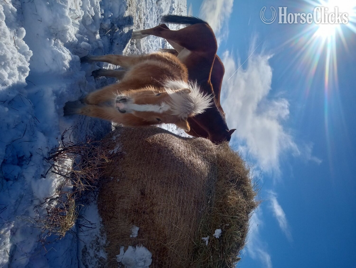 "Dally" Palomino Filly Pony in Colorado