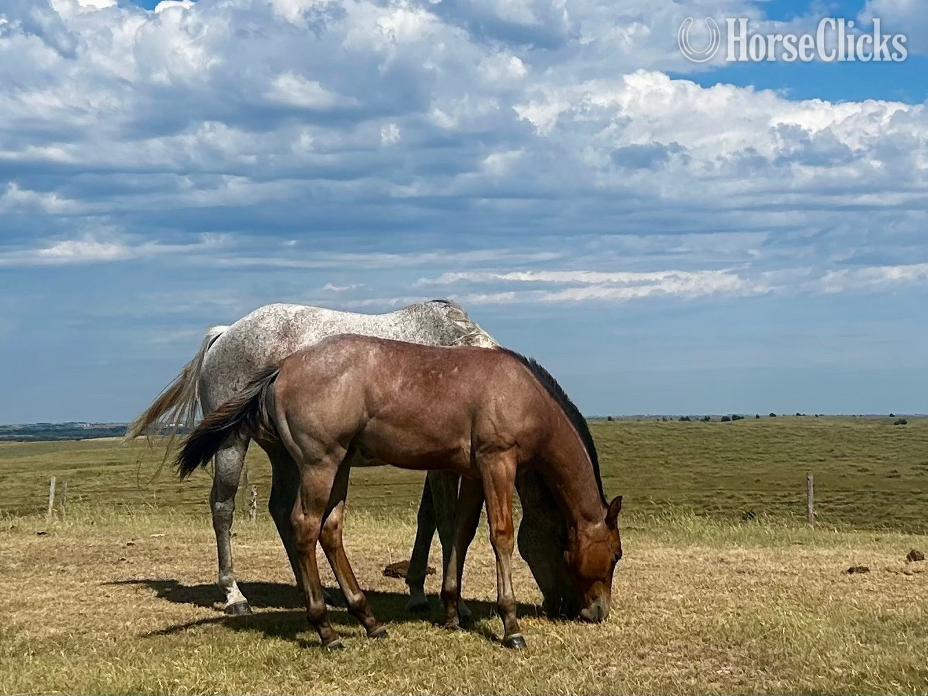 "KR Twistn Rey" Red Roan Stallion Quarter Horse