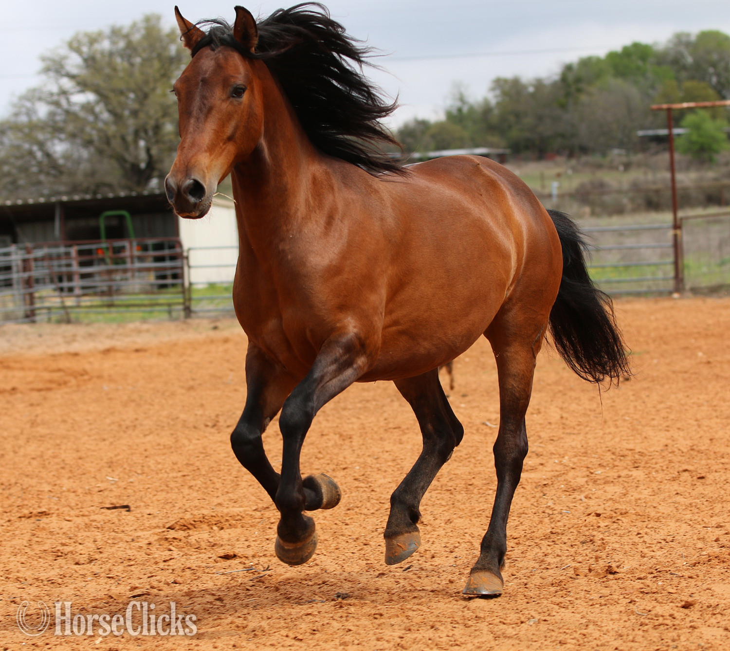 "Bonita" Bay Mare Andalusian in Texas