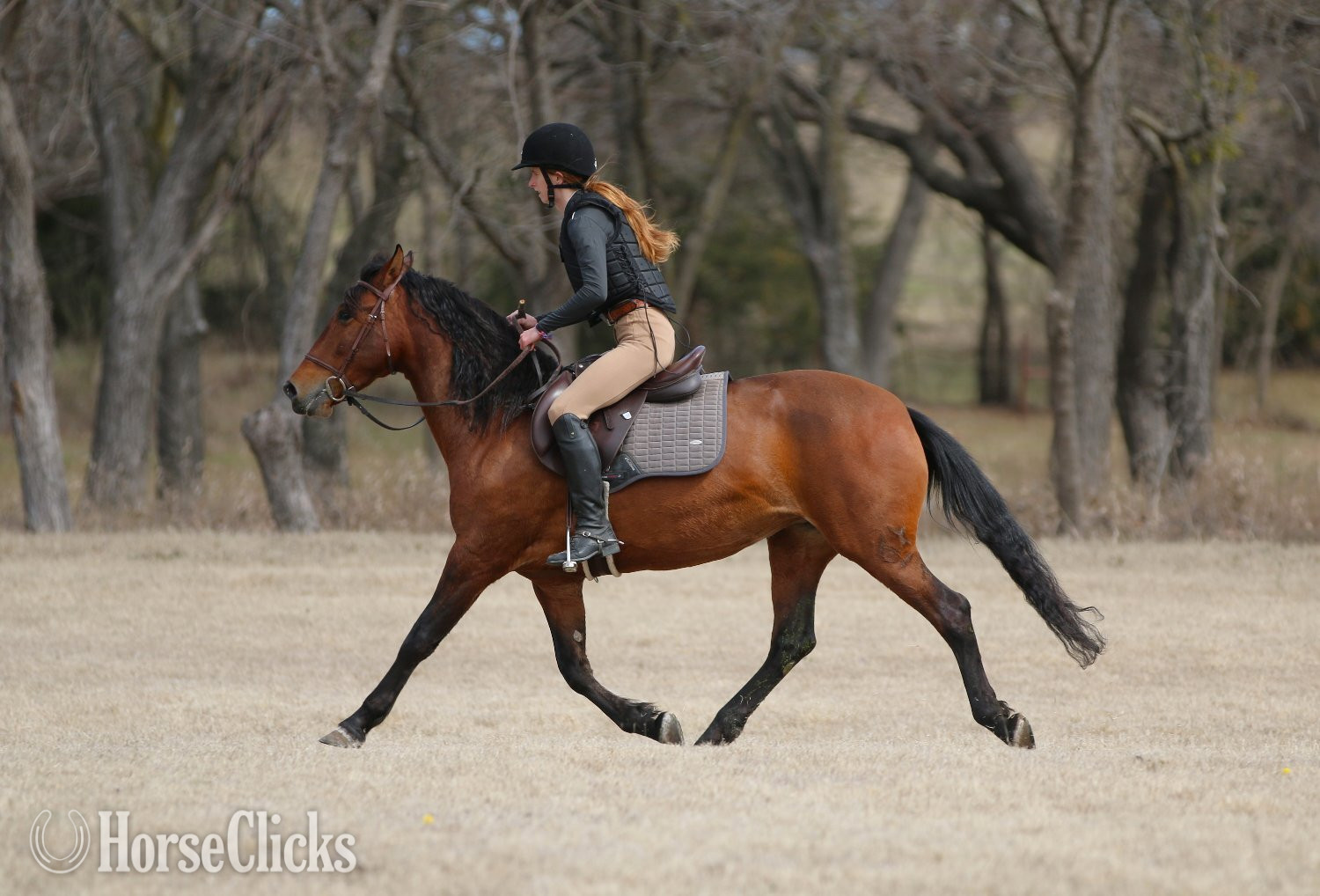 "Bonita" Bay Mare Andalusian