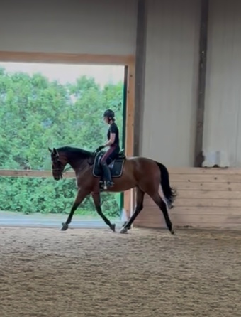 "Finn" Bay Gelding Thoroughbred