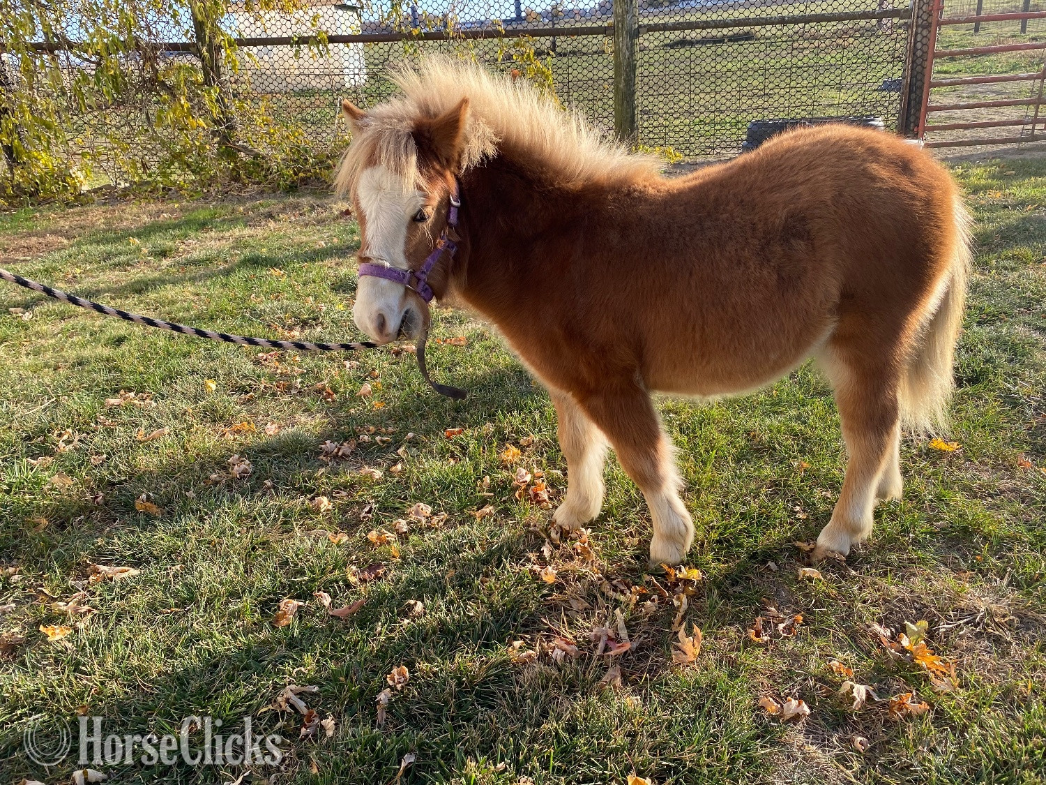 "Copper" Sorrel Colt American Miniature in Indiana