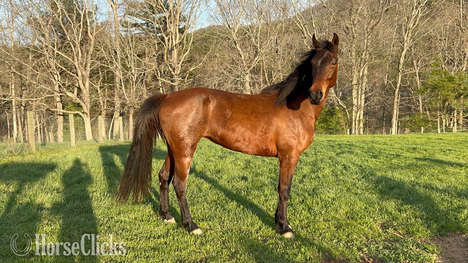 "GLORY GIRL DELIGHT (Sugar Tit)" Bay Mare Tennessee Walker in North Carolina