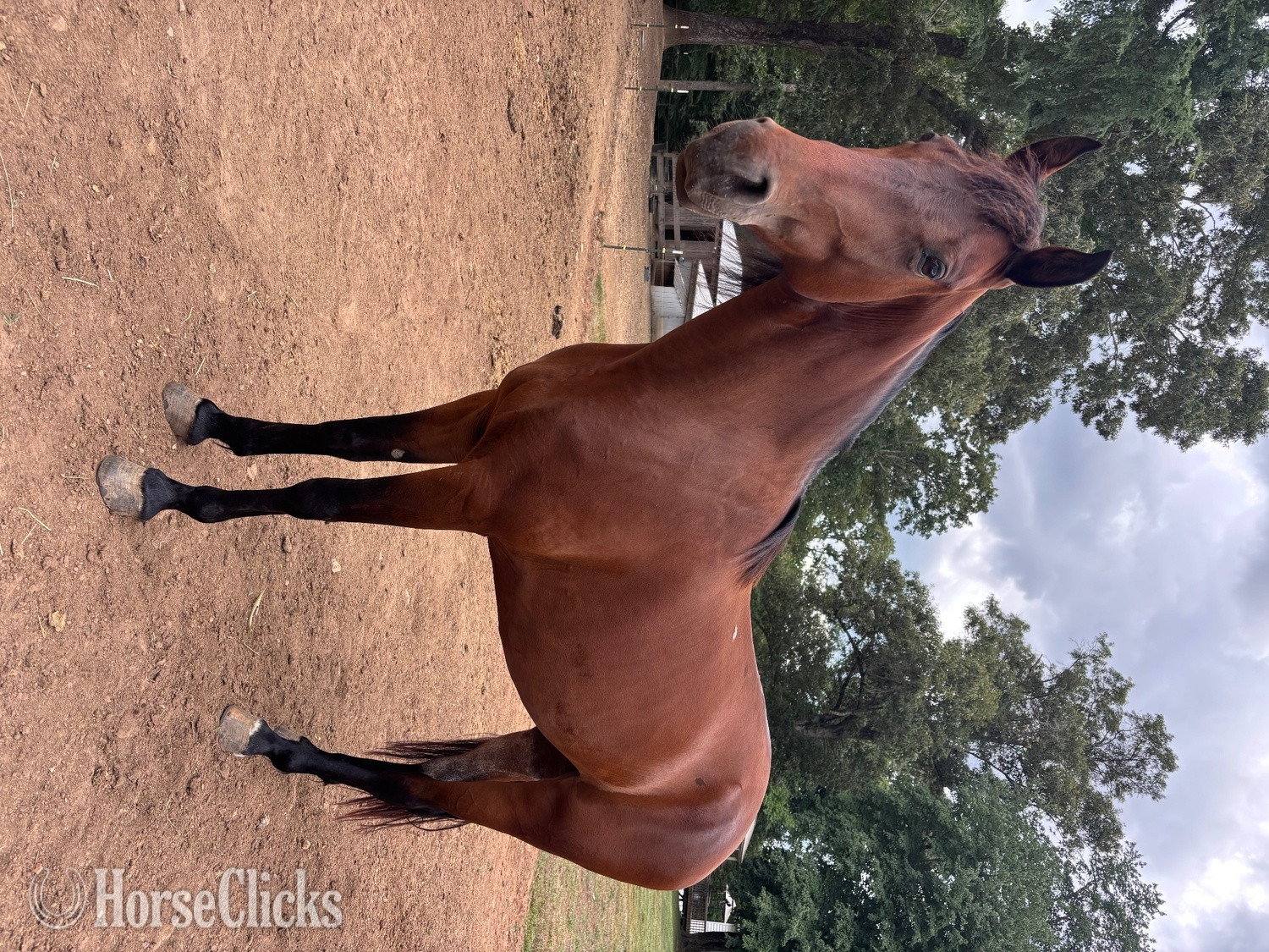 "GLORY GIRL DELIGHT (Sugar Tit)" Bay Mare Tennessee Walker