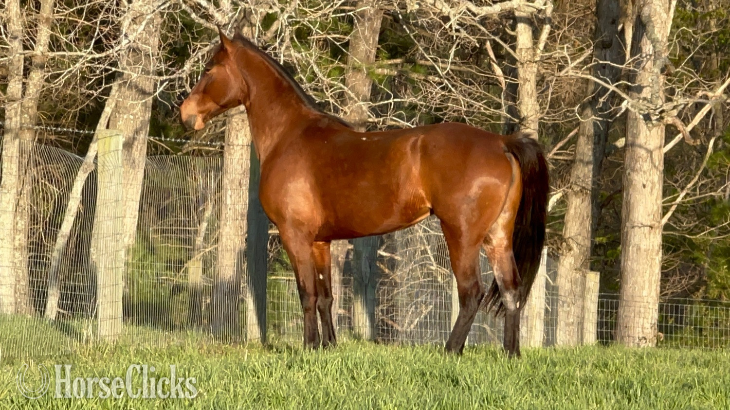 "GLORY GIRL DELIGHT (Sugar Tit)" Bay Mare Tennessee Walker - Tennessee Walker in North Carolina